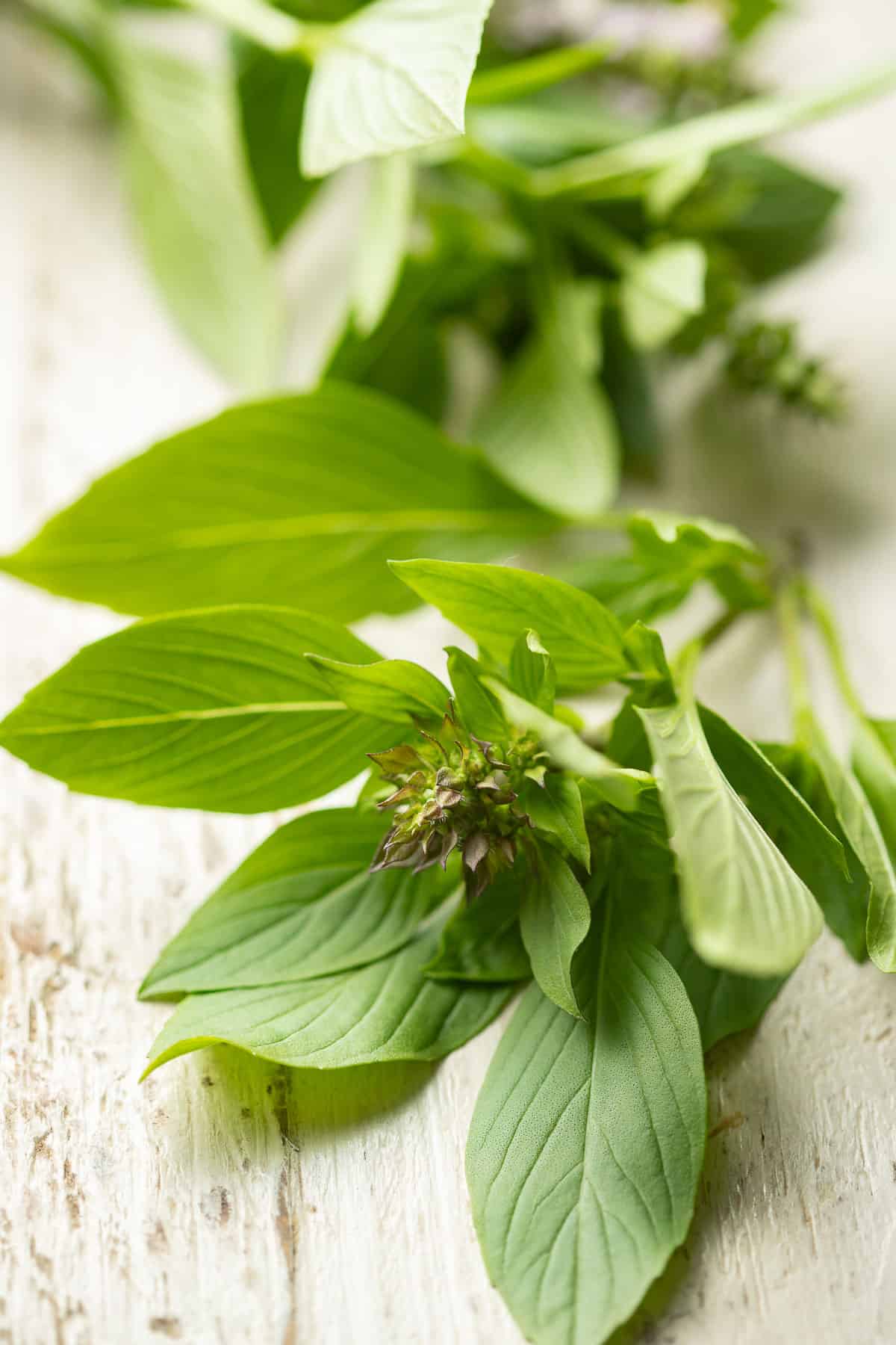 Sprig of fresh Thai basil on a white wooden surface.