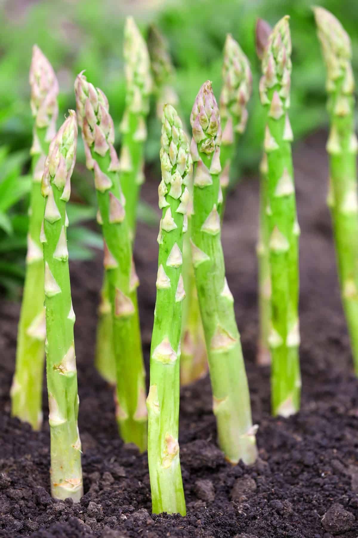 Asparagus spears growing out of the dirt.