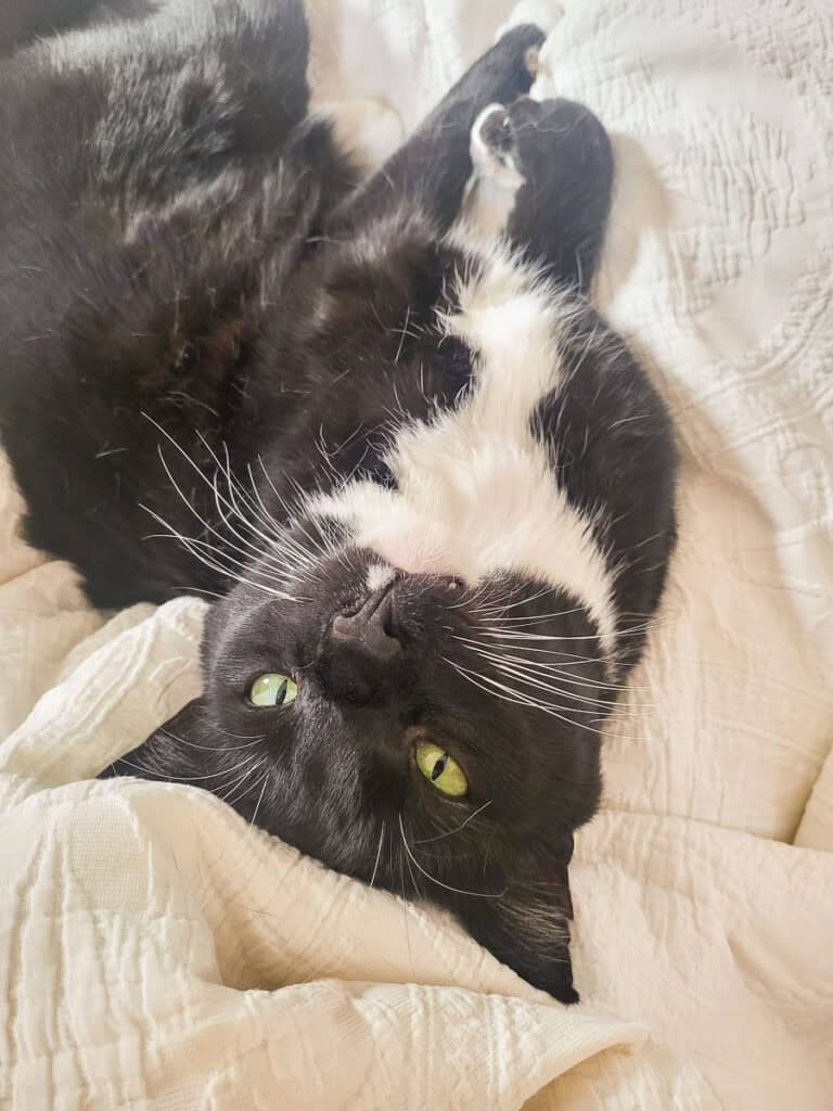 Tuxedo cat lounging on blankets.