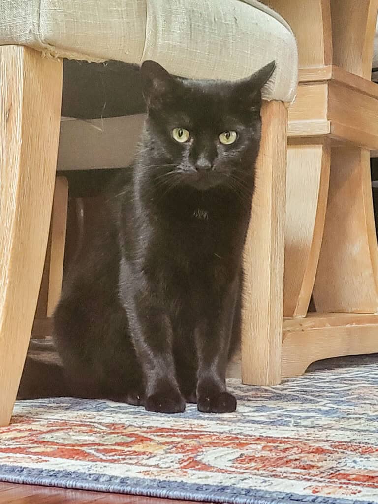 Black cat standing under a table.